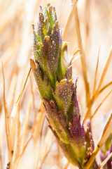 Chloropyron palmatum