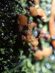 Trichia botrytis
