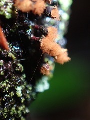 Trichia botrytis