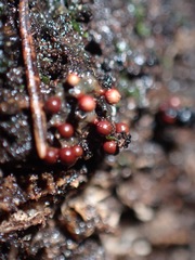 Trichia botrytis