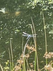 Libellula luctuosa