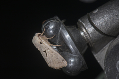 Orthosia carnipennis