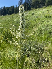 Veratrum californicum