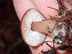 Rhodocollybia incarnata