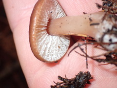 Rhodocollybia incarnata