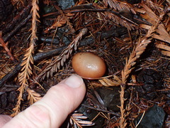 Rhodocollybia incarnata