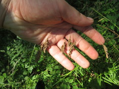 Festuca paradoxa