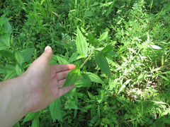 Rudbeckia terranigrae