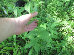 Rudbeckia terranigrae