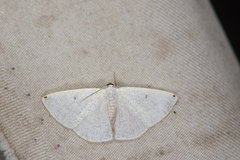 Lomographa percnosticta