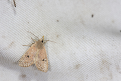 Orthosia lushana