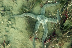 Stylasterias forreri