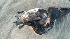 Pelecanoides urinatrix