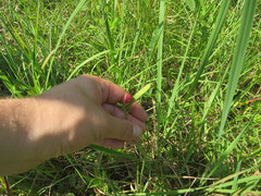 Tephrosia spicata