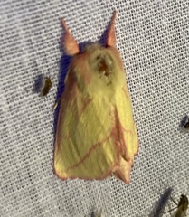 Hyparpax aurora