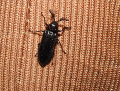 Coleoptera