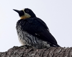 Melanerpes formicivorus flavigula