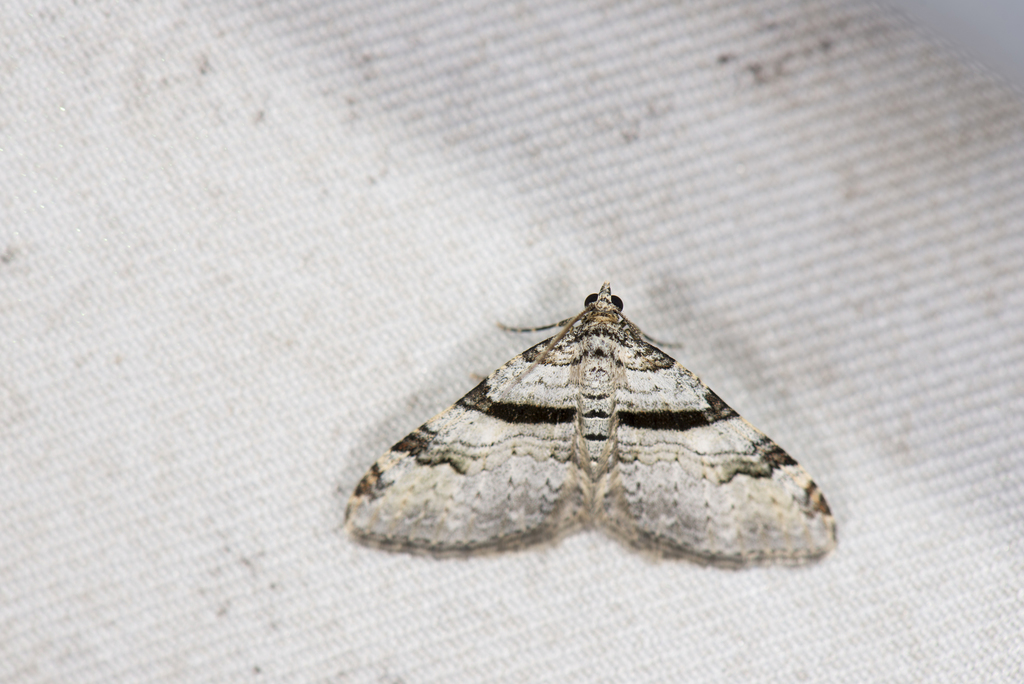 Xanthorhoe mediofascia