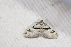 Xanthorhoe mediofascia