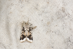 Orthosia limbata