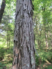 Carya carolinae-septentrionalis