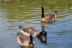 Branta canadensis