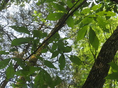 Carya carolinae-septentrionalis