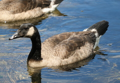 Branta canadensis