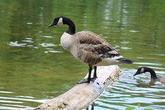Branta canadensis