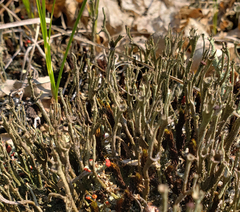 Cladonia rei