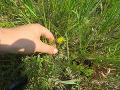 Neptunia lutea