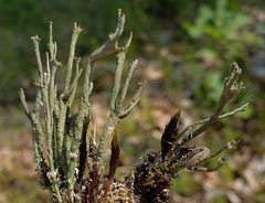 Cladonia rei