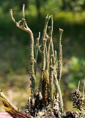 Cladonia rei
