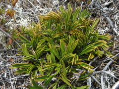 Aciphylla monroi