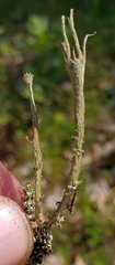 Cladonia rei