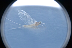 Maccaffertium terminatum terminatum