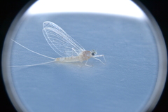 Maccaffertium terminatum terminatum