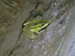 Pelophylax fukienensis