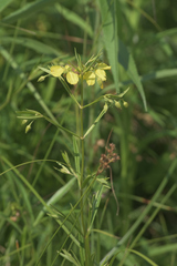 Lysimachia quadriflora