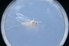 Maccaffertium terminatum terminatum