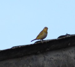 Sicalis flaveola flaveola
