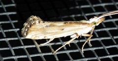 Plutella porrectella