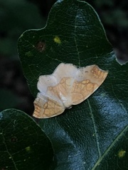 Nematocampa resistaria