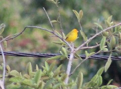 Sicalis flaveola flaveola