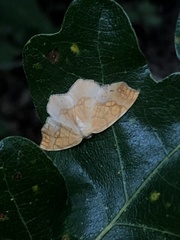 Nematocampa resistaria