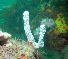 Holopsamma laminaefavosa