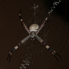 Argiope katherina