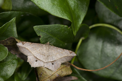 Chiasmia monticolaria