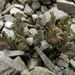 Leptinella dendyi - Photo (c) John Barkla, algunos derechos reservados (CC BY)
