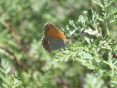 Coenonympha